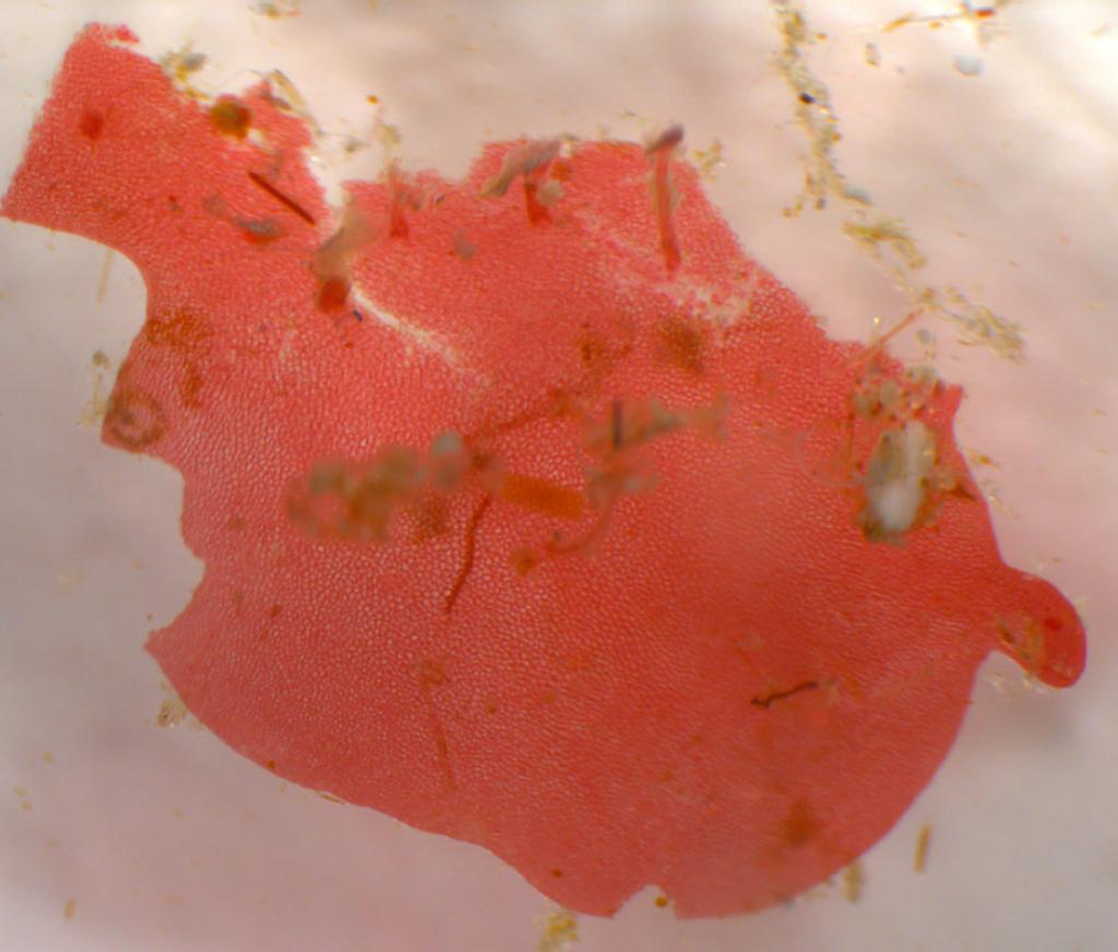 Nitophyllum adhaerens (Nitophyllum adhaerens)