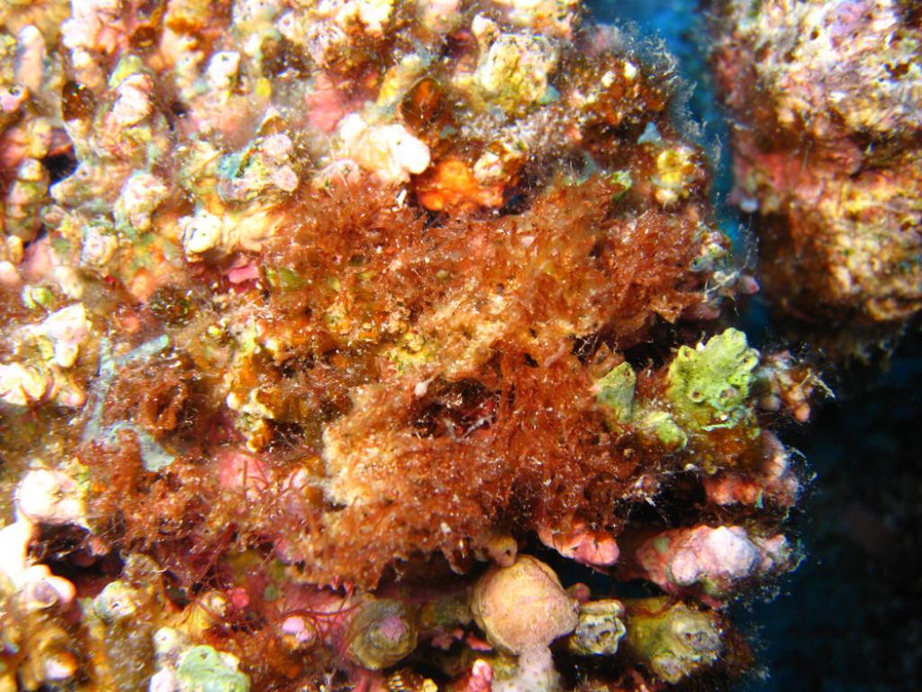 Chondria repens (Chondria repens)