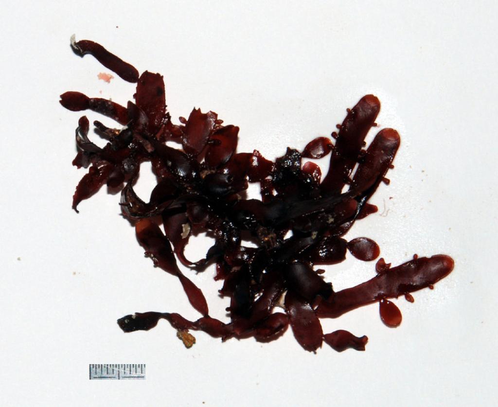 Corynocystis prostrata (Corynocystis prostrata)
