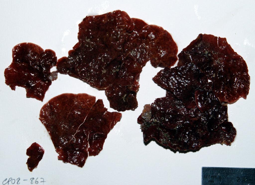 Peyssonnelia inamoena (Peyssonnelia inamoena)