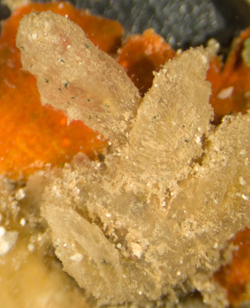 Euherdmania digitata Millar, 1963