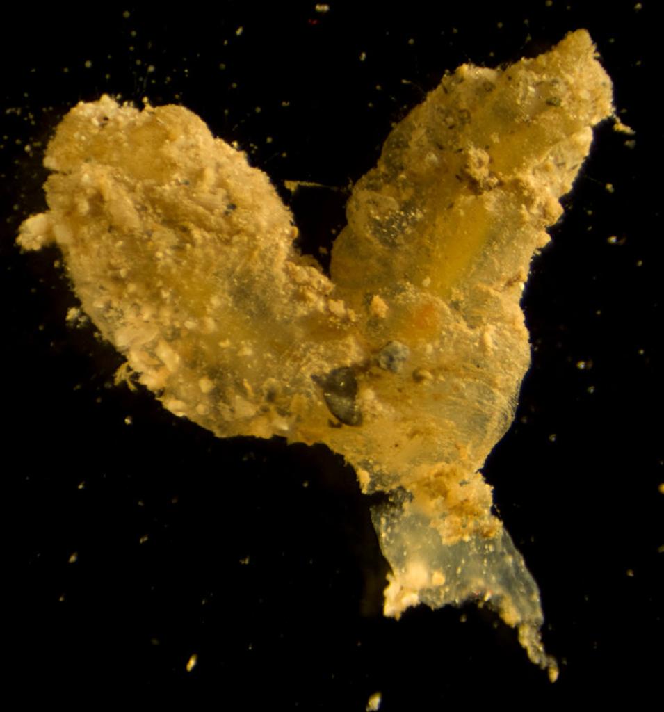 Euherdmania digitata Millar, 1963