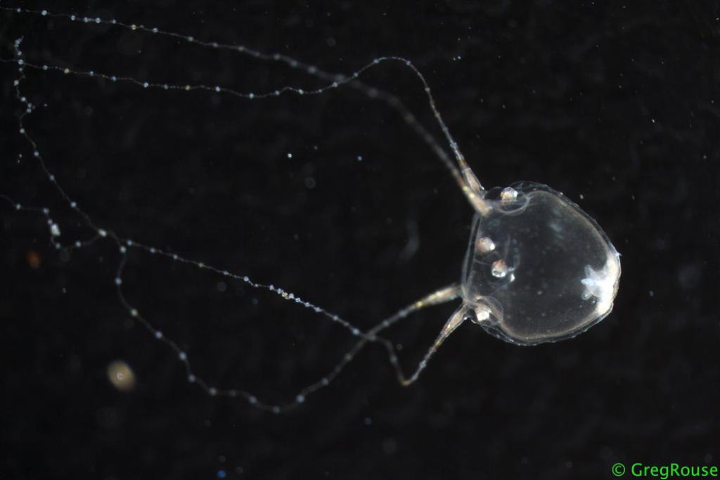 Copula sivickisi (Stiasny, 1926)