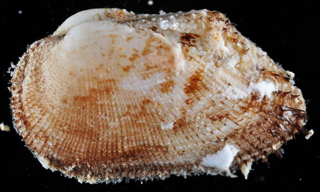 Barbatia (Barbatia) lima