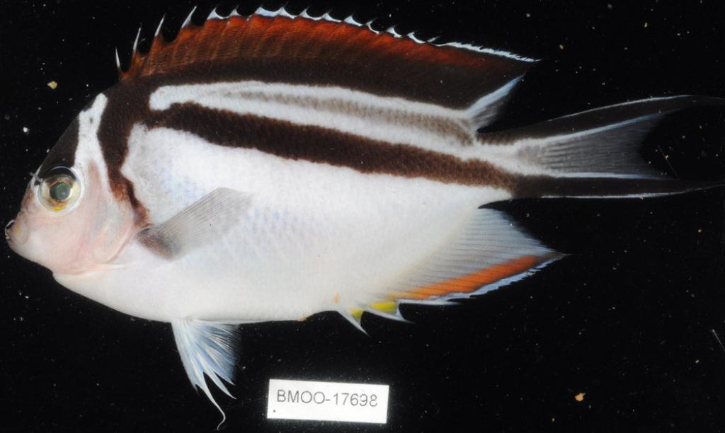Ornate angelfish (Genicanthus bellus) — Pomacanthidae — 2