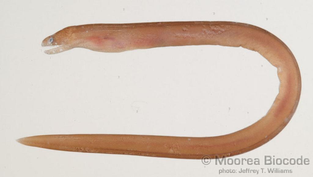 Australian mottled moray (Gymnothorax australicola) — Muraenidae