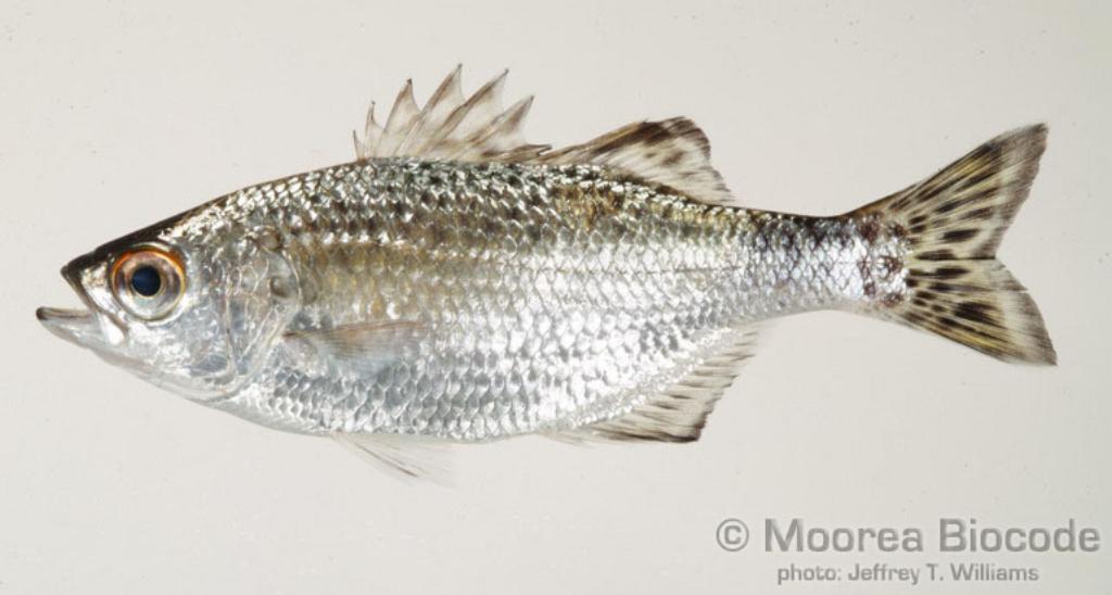 Kuhlia malo — Kuhliidae