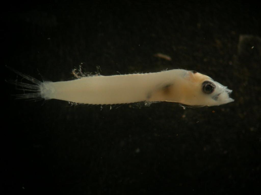 Pyramid triplefin (Enneapterygius pyramis) — Tripterygiidae — 5