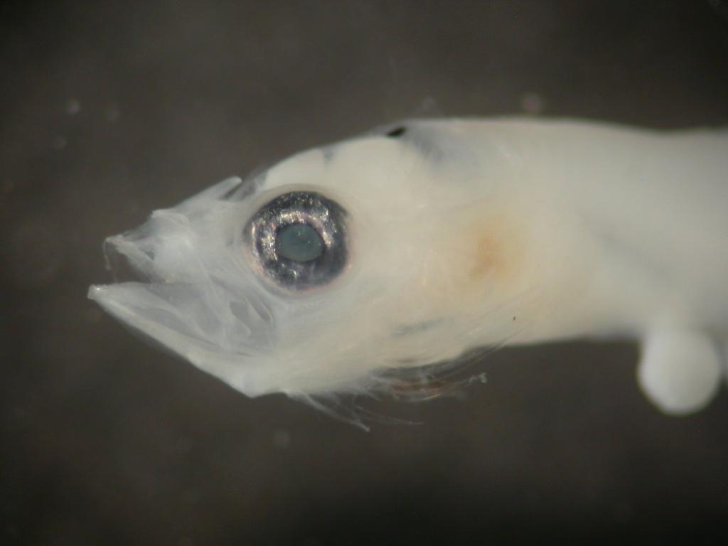 Pyramid triplefin (Enneapterygius pyramis) — Tripterygiidae — 3