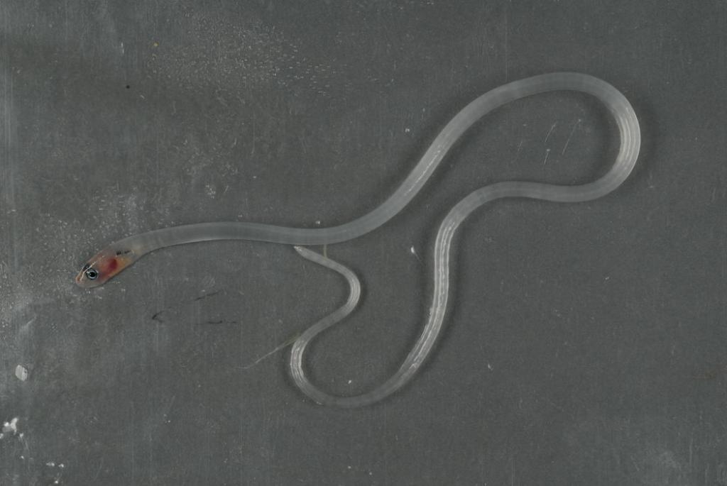 Indo-Pacific messmate-fish (Encheliophis homei) — Carapidae — 2