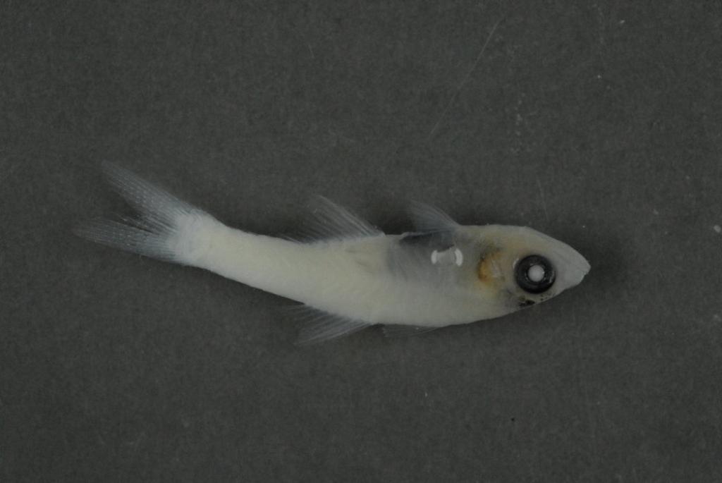 Translucent cardinalfish (Cercamia cladara) — Apogonidae — 4