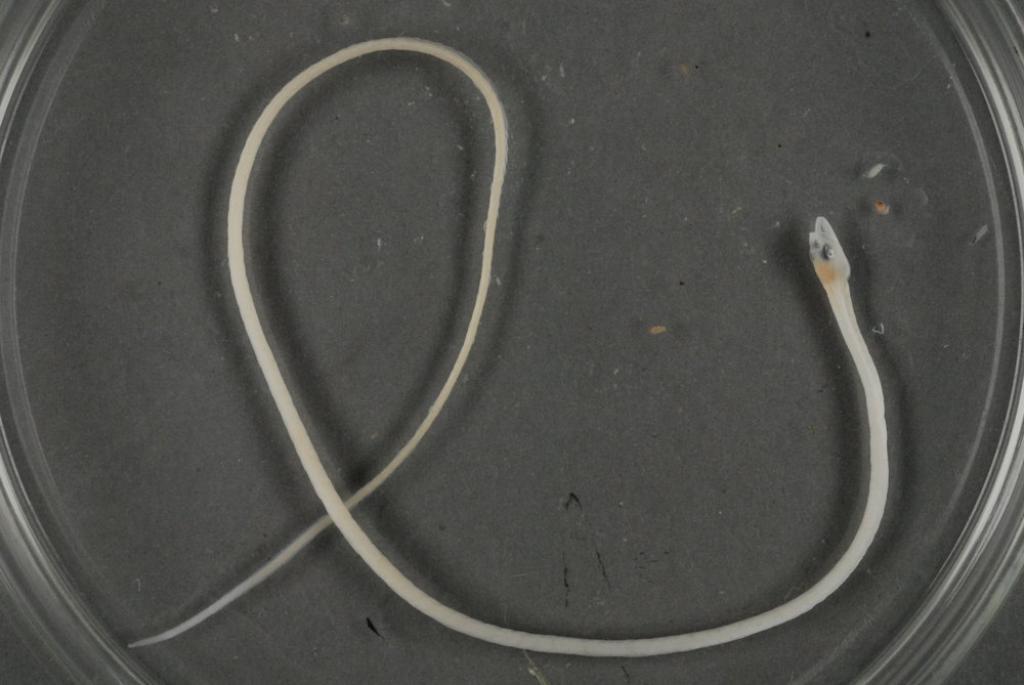 Star pearlfish (Carapus mourlani) — Carapidae — 3