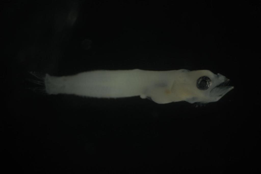 Pyramid triplefin (Enneapterygius pyramis) — Tripterygiidae — 4