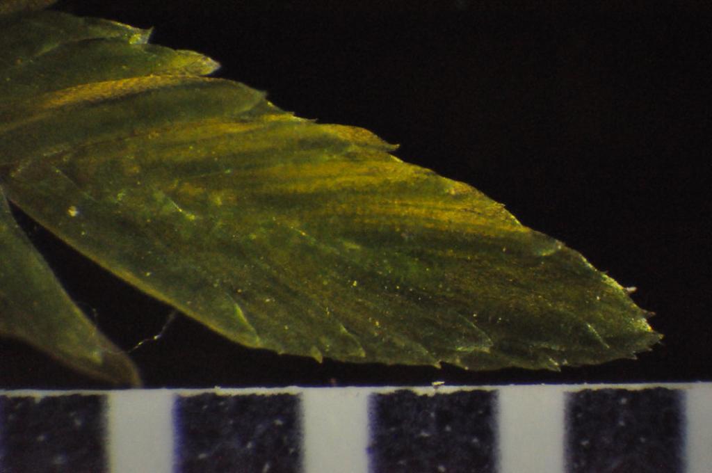 Cryptogonium phyllogonioides (Cryptogonium phyllogonioides)