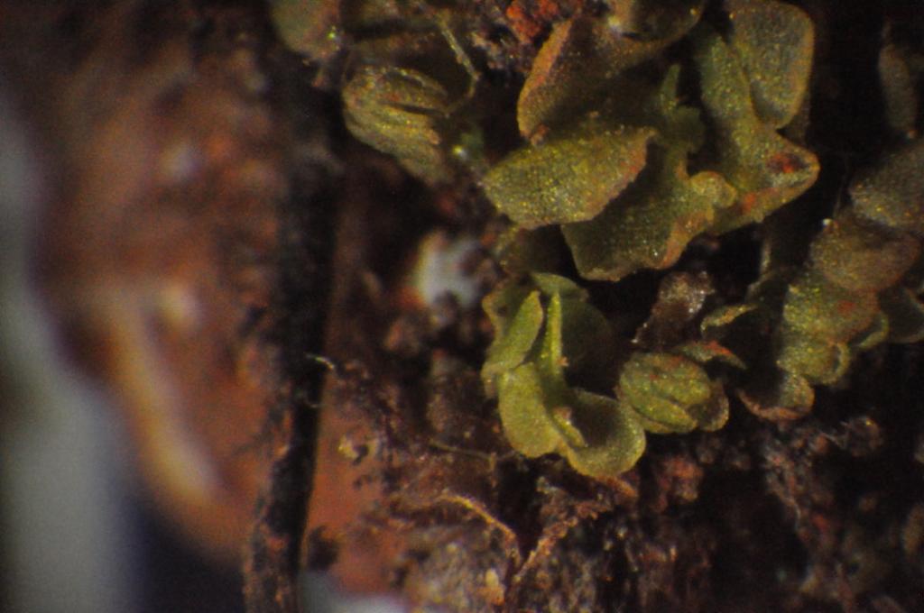 Solenostoma truncatum (Solenostoma truncatum)