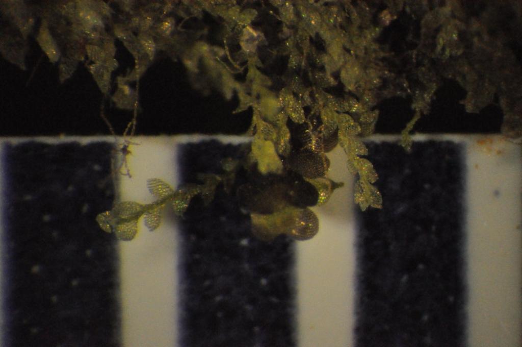 Drepanolejeunea vesiculosa (Drepanolejeunea vesiculosa)